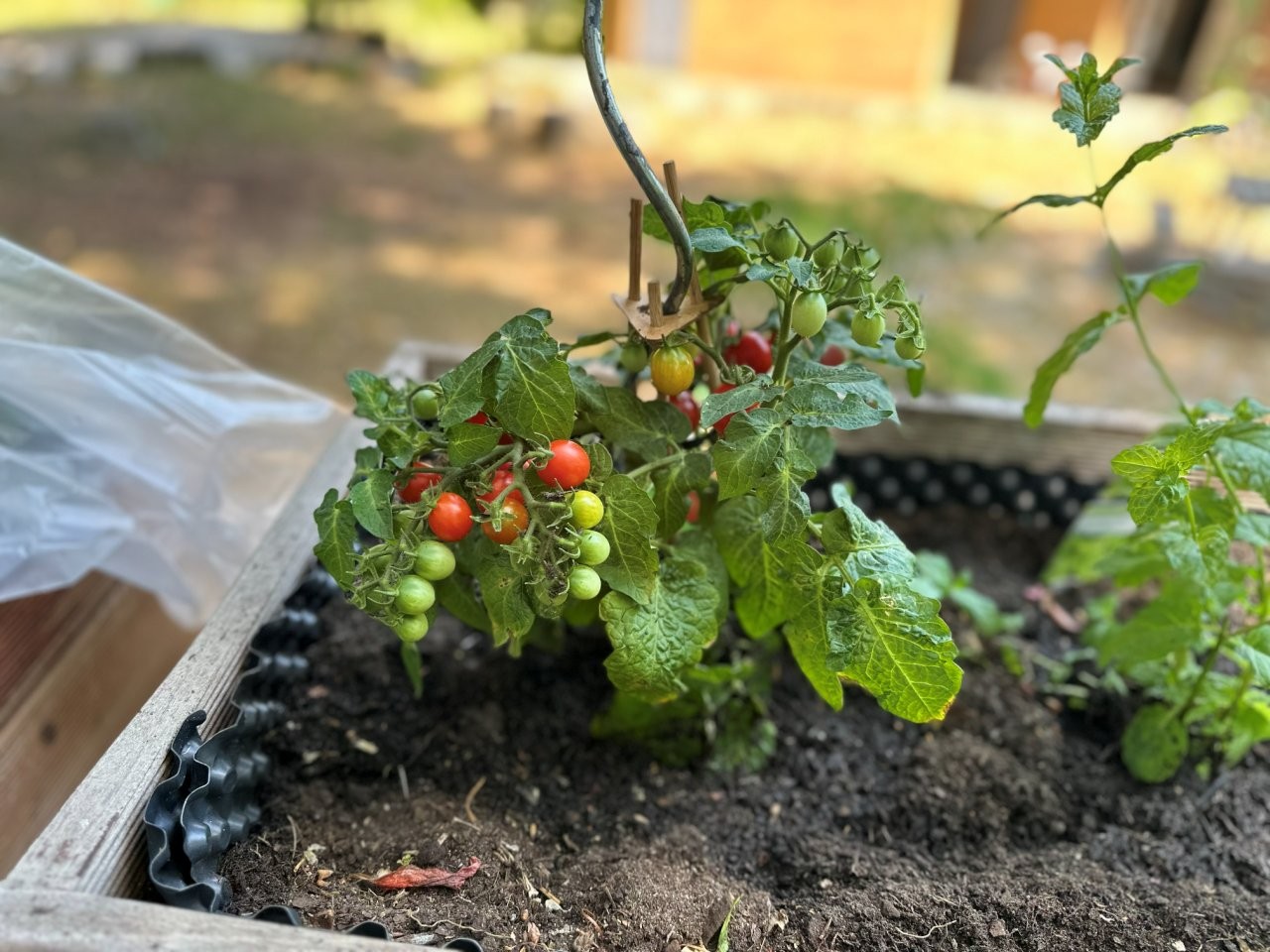 Eine Tomatenpflanze mit roten und grünen Früchten wächst in einem bepflanzten Kübel.