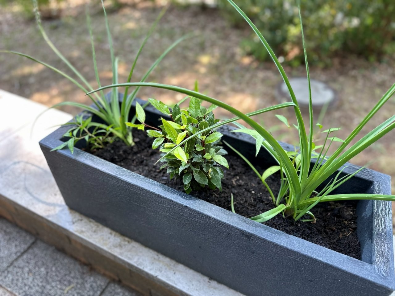 Bepflanzte Kübel stehen auf einer schattigen Terrasse mit Blick in den Garten.