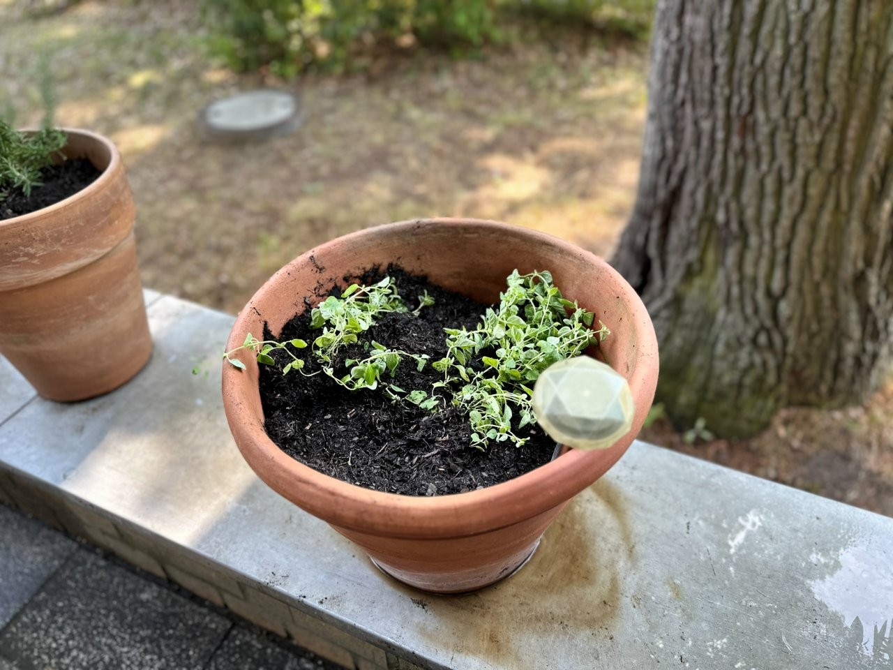 Mehrere bepflanzte Pflanzkästen stehen auf einer Terrasse mit Blick in einen grünen Gartenbereich.
