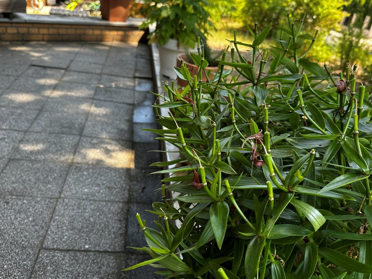 Mehrere bepflanzte Pflanzkästen stehen auf einer Terrasse mit Blick in einen grünen Gartenbereich.